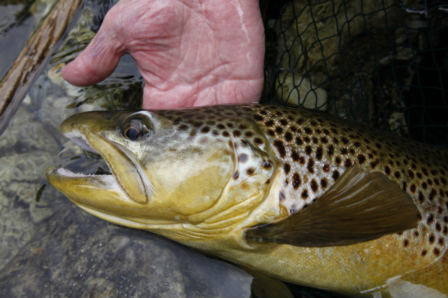 Brown Trout 650