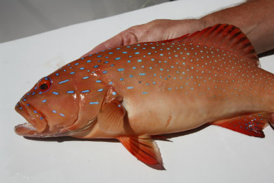 A Coral Trout Oct 2013 400