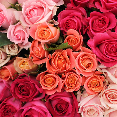 Assorted Pink Roses | Discounted Standard & Premium Roses | Van Lier ...